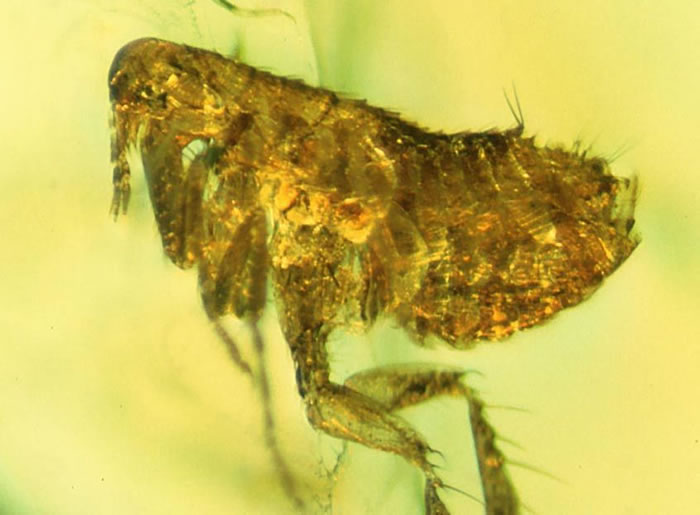 科学家在一只被琥珀封存了2千万年之久的跳蚤体内发现了一种古老的细菌,可能是鼠疫耶尔辛杆菌(引起淋巴腺鼠疫的细菌)的一支古老的分支。