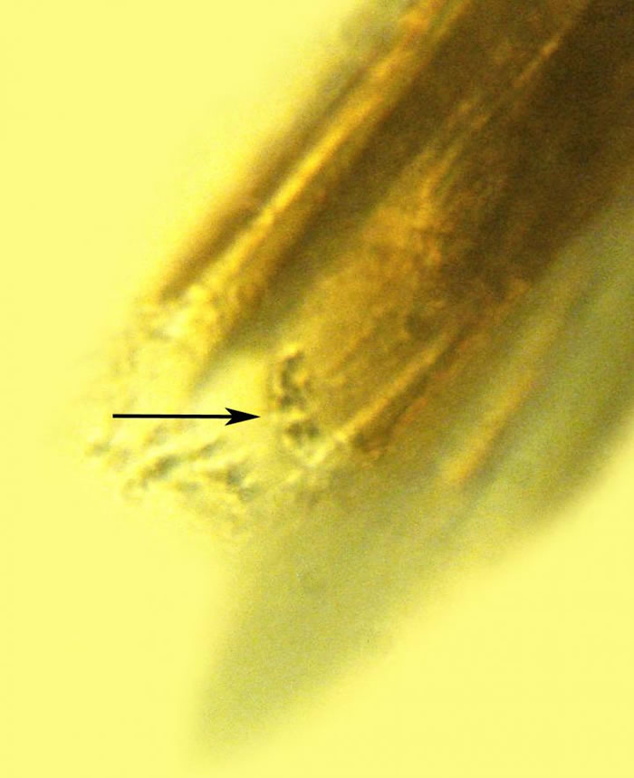 研究人员发现,该跳蚤携带的细菌位于跳蚤的喙部,且和现代鼠疫耶尔辛杆菌有很多相似之处。