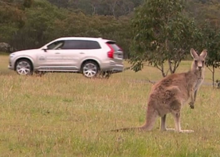 Volvo正研发系统,让司机可安全避免撞到袋鼠。