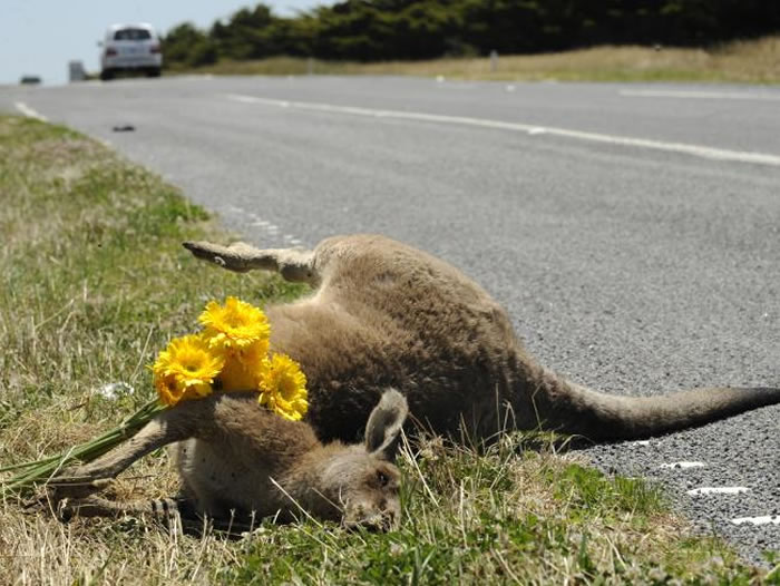 澳洲公路上不时有袋鼠遭辗毙