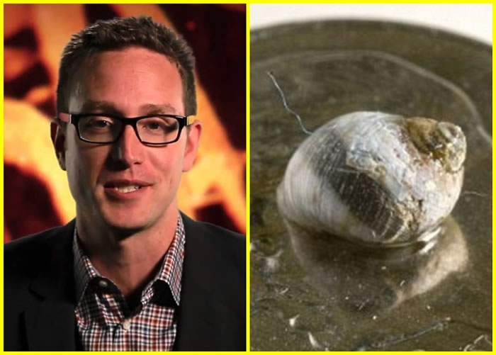 ����ѧ����˹�������ֻС������ʵ��Ϊ��С׶�����ݡ���Littorina scutulata��