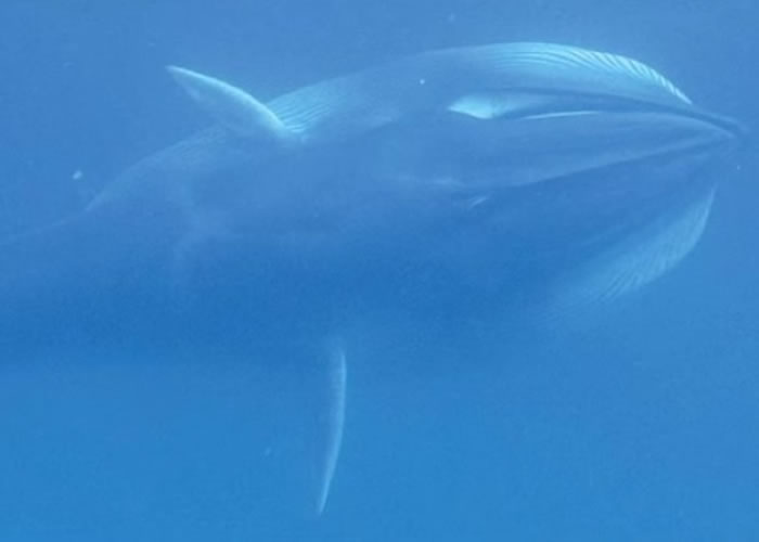 美国海洋研究组织搜寻10年在马达加斯加发现新品种鲸鱼“角岛鲸”