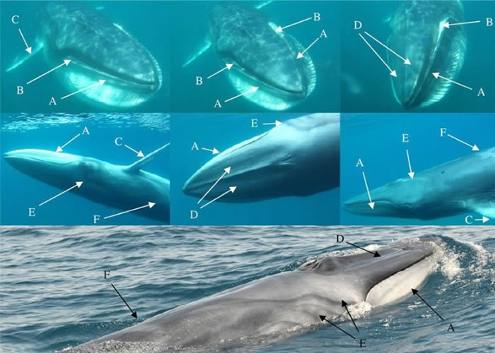 美国海洋研究组织搜寻10年在马达加斯加发现新品种鲸鱼“角岛鲸”