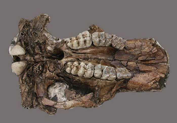 中华乳齿象头骨-吉学平摄