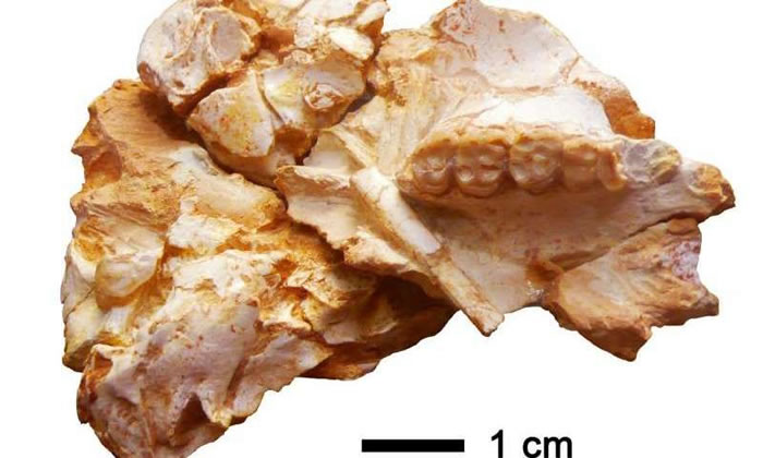 �鳤�ද��Pliobates cataloniae��ʯ