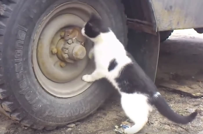 俄罗斯上演一幕现实版的《猫和老鼠》