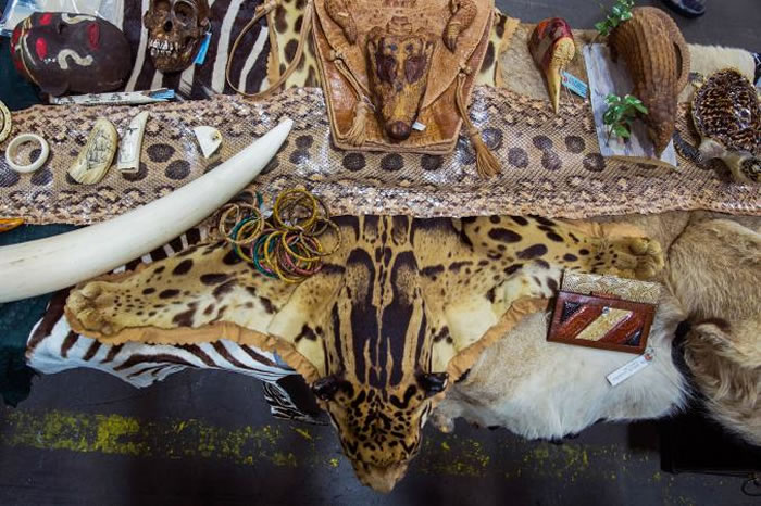 2014���ڸ�ޕ�ϻ���������չʾ��û�յ��Ʊ�ëƤ�������Ƿ�Ұ�������Ʒ���Ʊ��������λ�ķǷ����ף���������ֹ����������ص���в�� Photograph by L