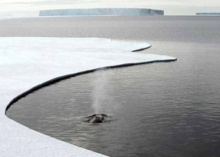 NASA学者指南极洲冰川不减反升