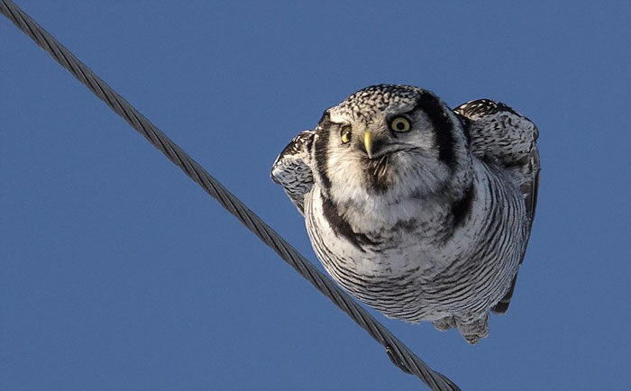 芬兰摄影师拍摄到猫头鹰边滑翔边冷眼盯着镜头的罕见情景