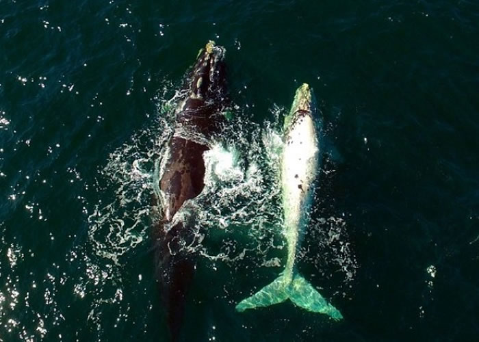 白化小鲸鱼（右）与母亲在大海一同游玩