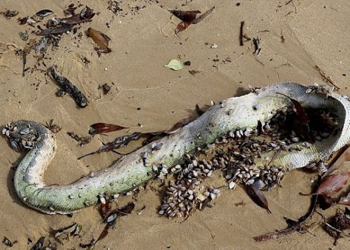 剧毒海蛇“棘鳞海蛇”冲上原居地3千公里外的澳洲悉尼沙滩
