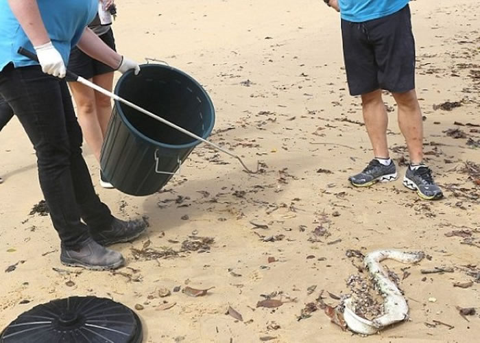 专家到场捡走海蛇