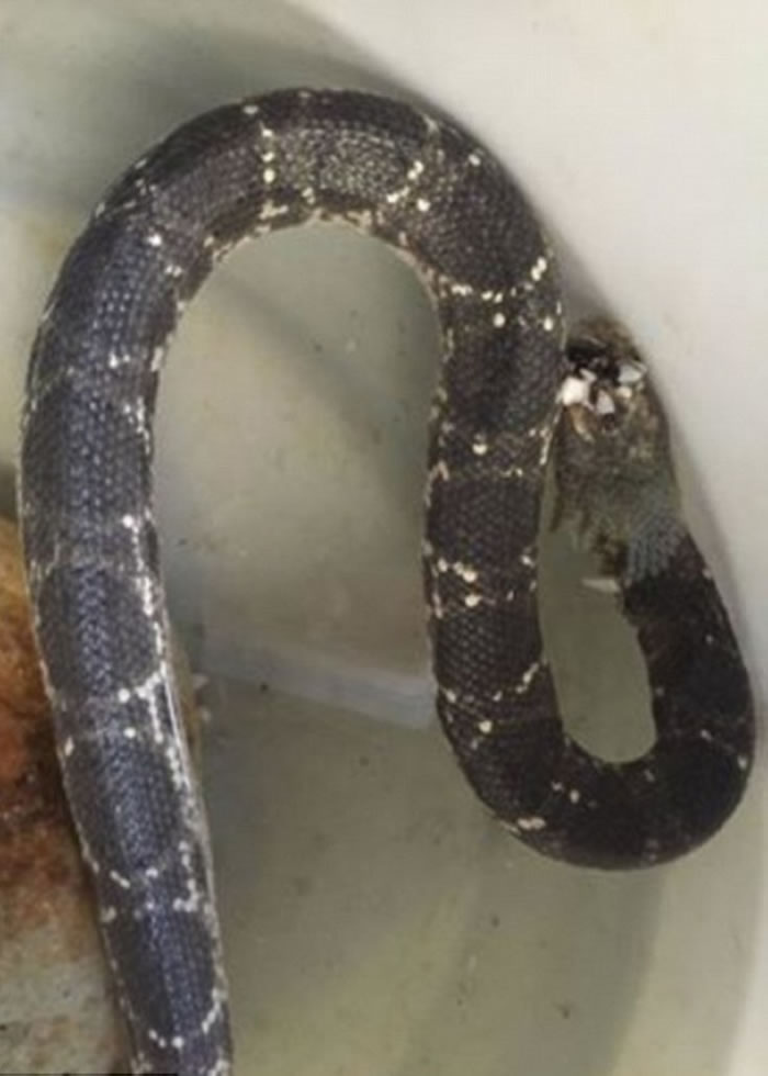 在专家照顾下,海蛇已逐渐回复色泽。