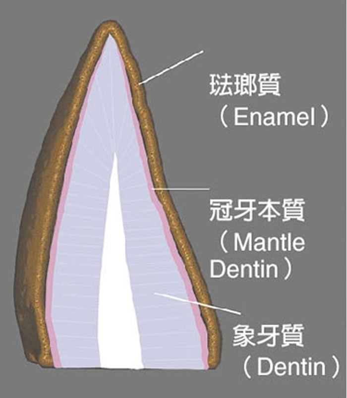 ��ʳ�Կ������ݵĽṹ�����С��������ʲ㡹����ͬ�������������ɱ������ݡ�������ͬ�������о������ṩ��