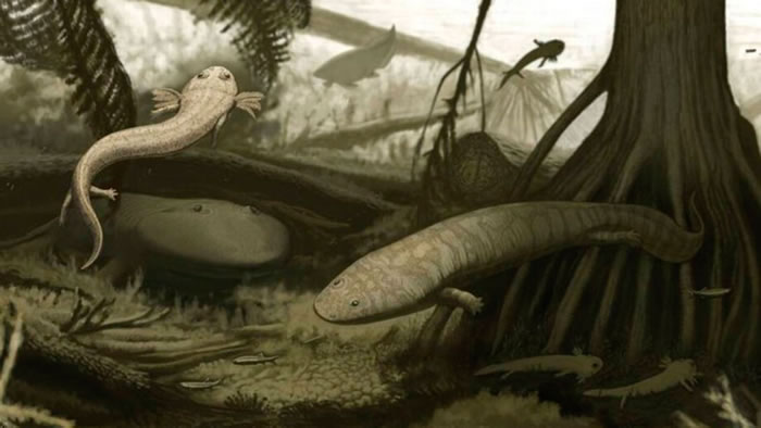 ���ֹ�����Ĺ���ͼ�����Ϊtimonya annae���ұ�Ϊprocuhy nazariensis��