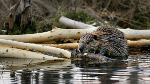 ���������Ӵ�����ˮ��Ĺ�����