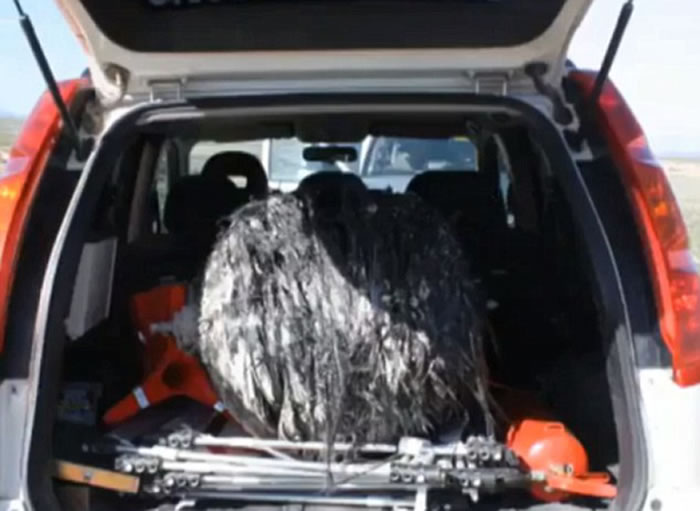 这个神秘球体据说没有放射或爆炸危险,已被运走进行进一步分析。