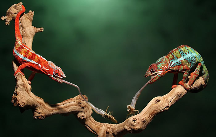 ������Ӱʦץ�ĵ���ֻ��ɫ��ͬʱ�����ͷ���粶ʳ�����ͷ