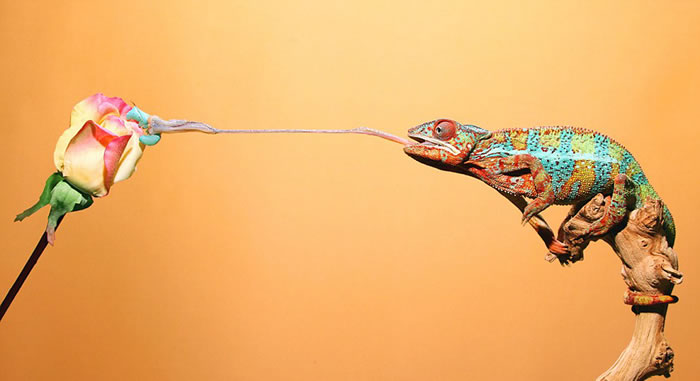 ��ɫ������ͷ�ݳ����������˶����ļ���