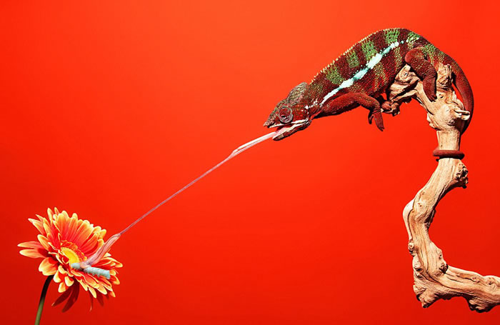 ����������һ������ɫ�������ͷ�����������������