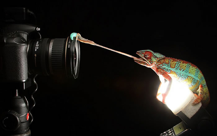 ����������ʳ����ھ�ͷ��