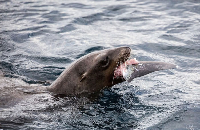 美国加利福尼亚州近海五头海狮围攻分食一条鲨鱼