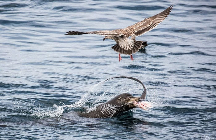 美国加利福尼亚州近海五头海狮围攻分食一条鲨鱼