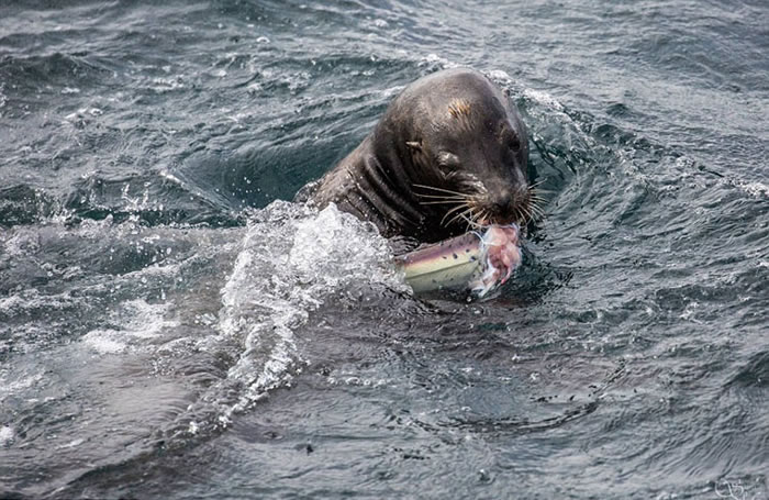 美国加利福尼亚州近海五头海狮围攻分食一条鲨鱼