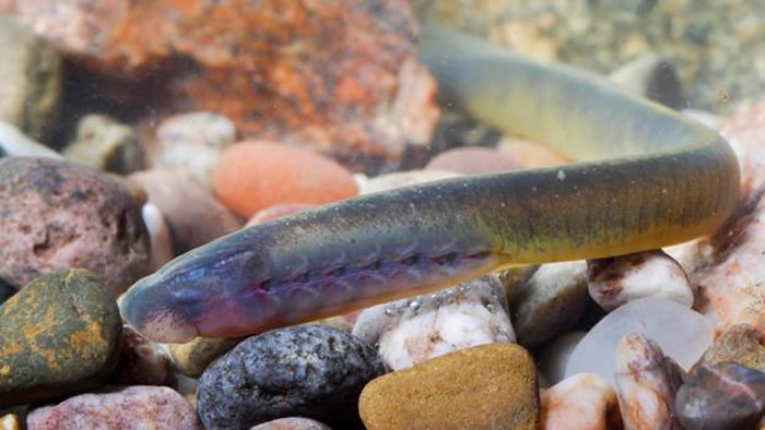 ͼΪ������������ѧ����Lampetra planeri�������㡣