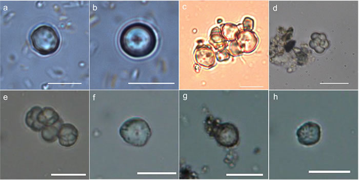 一万年前居住在长江流域的人类把稗草作为主食
