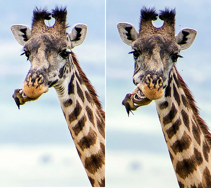 ̹ɣǶ޸Ȼţڳ¹Ѱʳ