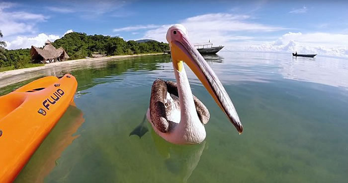 ̹ɣ���ǹ��ҹ�԰һֻ�ܾ����������״β�ʳ�Ŀɰ�����