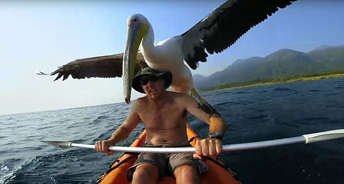 ̹ɣ���ǹ��ҹ�԰һֻ�ܾ����������״β�ʳ�Ŀɰ�����