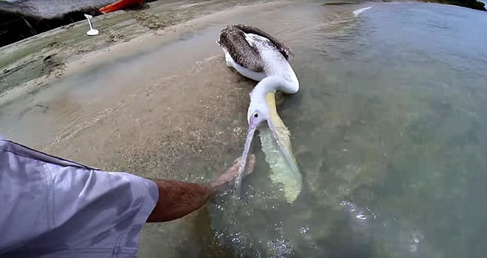 ̹ɣ���ǹ��ҹ�԰һֻ�ܾ����������״β�ʳ�Ŀɰ�����