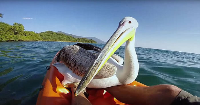 ̹ɣ���ǹ��ҹ�԰һֻ�ܾ����������״β�ʳ�Ŀɰ�����