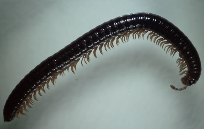 俄罗斯阿尔泰地区发现新型蜈蚣Sibiriulus baigazanensis 多达750条腿