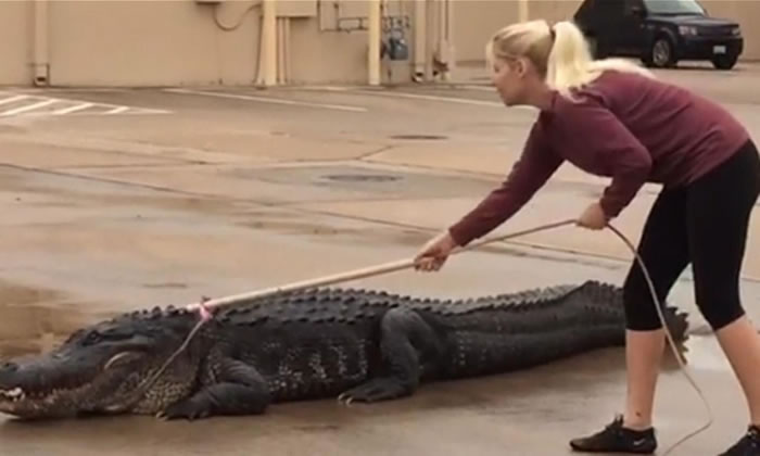 �����ÿ���˹��Ů��ֻ�����þ޴������