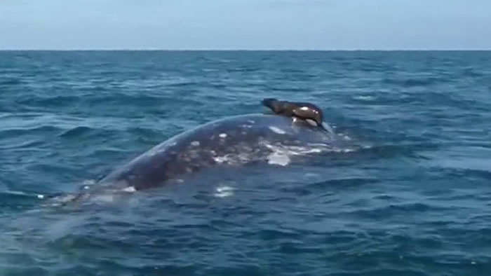 墨西哥巴哈半岛海狮把鲸鱼当成冲浪板