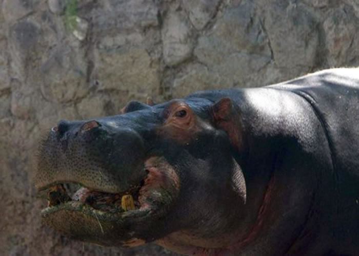 杨基误食游人留下的胶袋,食欲不振终致死。