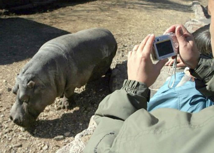 杨基在21年前送到门多萨省动物园,肩负繁殖重任。