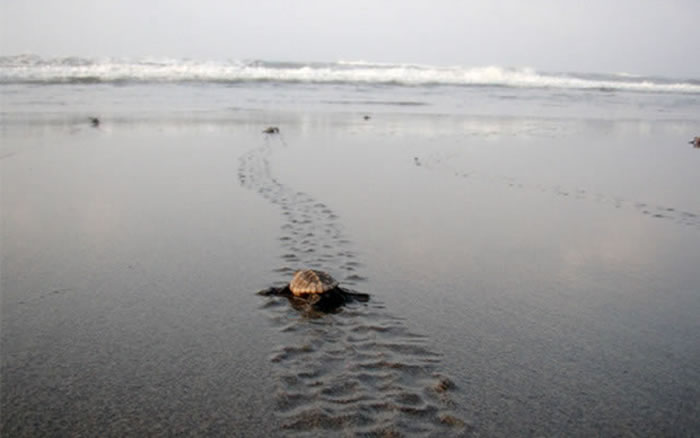 �ձ���������ÿ�궼�д�����������ɳ̲�ϲ���