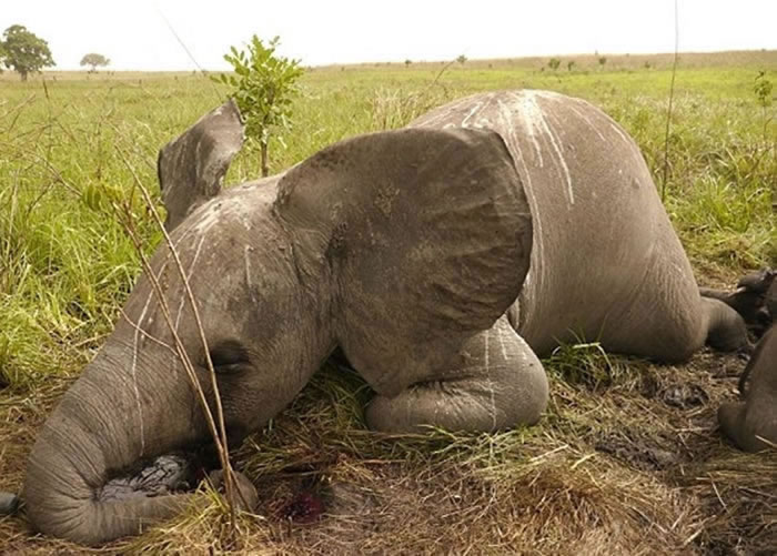 刚果民主共和国的大象危在旦夕