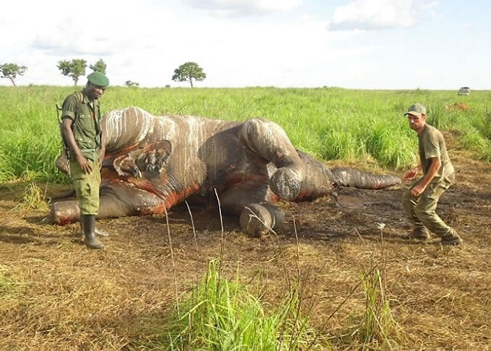 当地非法狩猎大象的情况非常严重