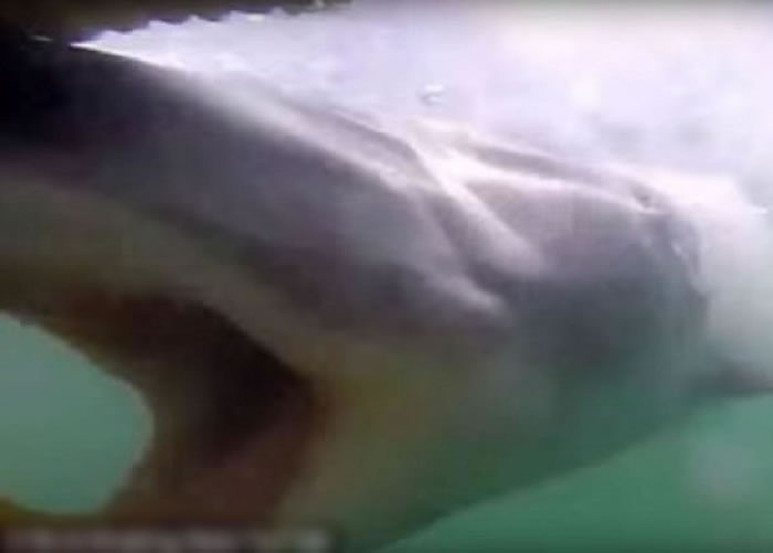 露出森森白齿的大白鲨