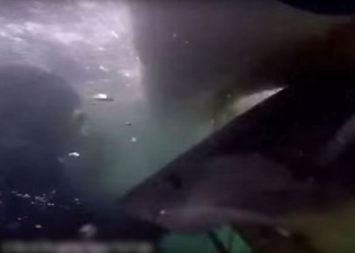 大白鲨头部一度穿过两道栏的中间,企图撕咬笼中的游客。