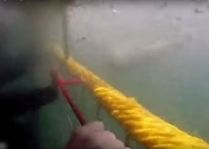 大白鲨自远处高速迫近的情况