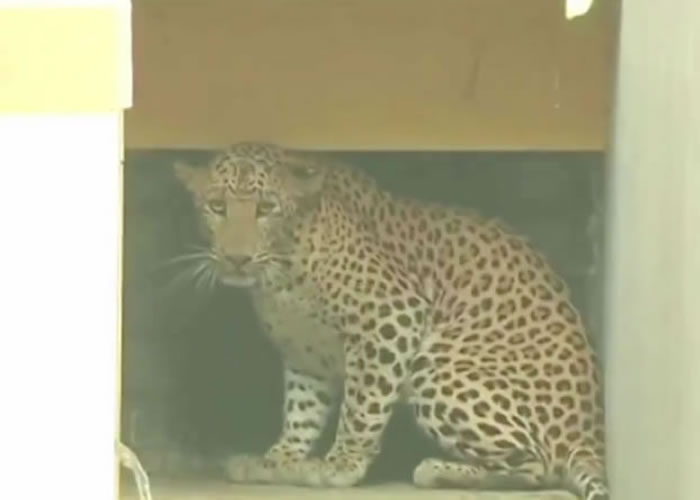 һֻ����Ļ���ͻȻ��ի�ֶ������г���