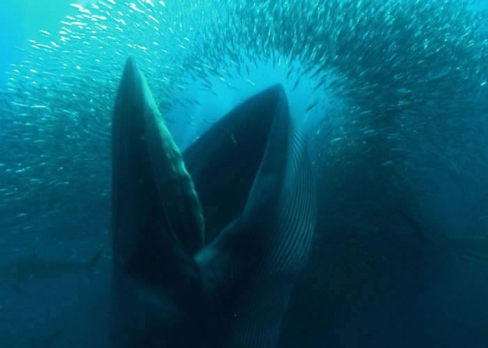 ��������ϺΪ��ʳ