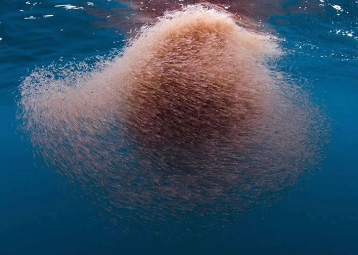 ���ٺ������ﶼ����ϺΪ��ʳ