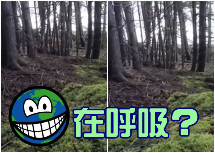 林地不停上下起伏,犹如大自然在呼吸。